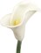 20" White Calla Lily - Set of 24, Lifelike Artificial Flowers, Elegant Floral Décor, Perfect for Events, Arrangements & Home - Ideal for All Seasons, Floral Home by Artificial Flowers